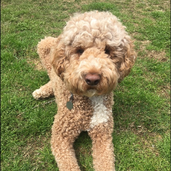 Meet your Posher, Sherri - Picture 1 of 1